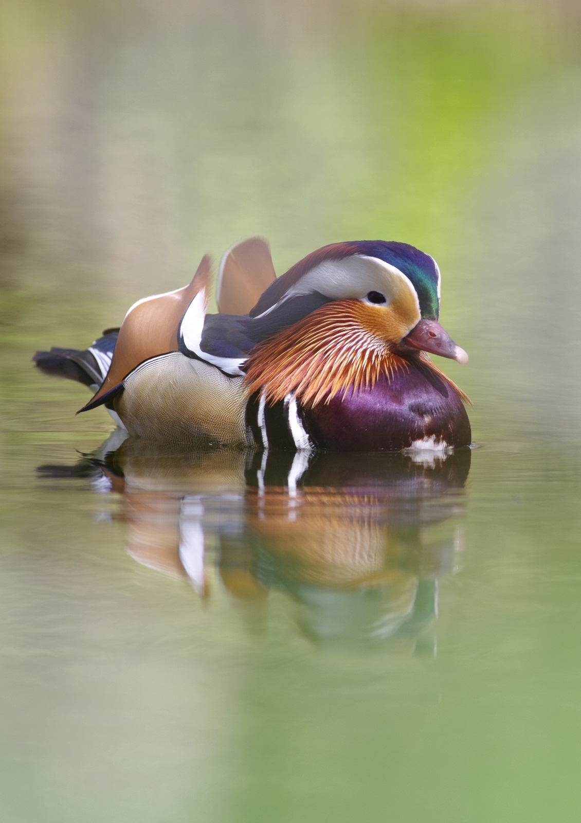 Mandarin Duck in Berlin Spandau