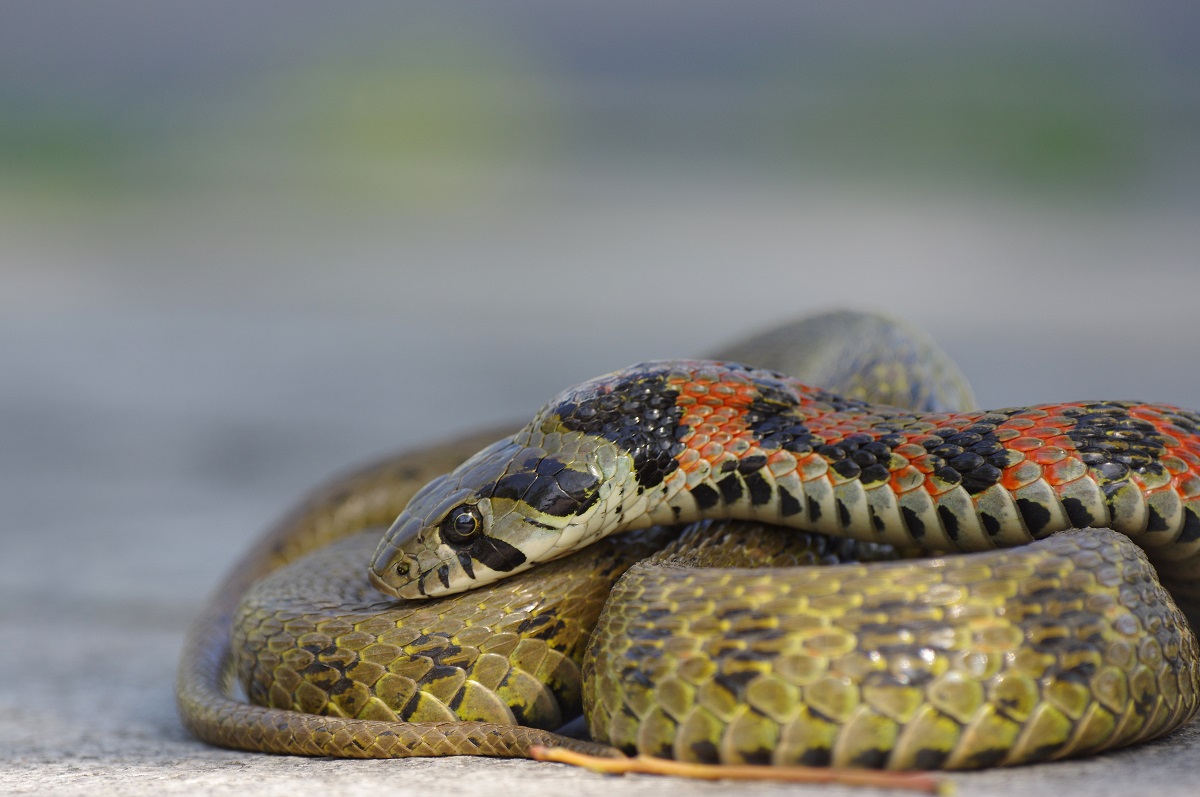 tigernatter tiger keelbackRhabdophis tigrinus