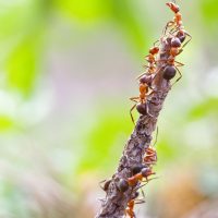 Ants / Ameisen - Sigma 180mm EX DG APO Macro