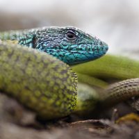 Green Lizard Lacerta Viridis Germany