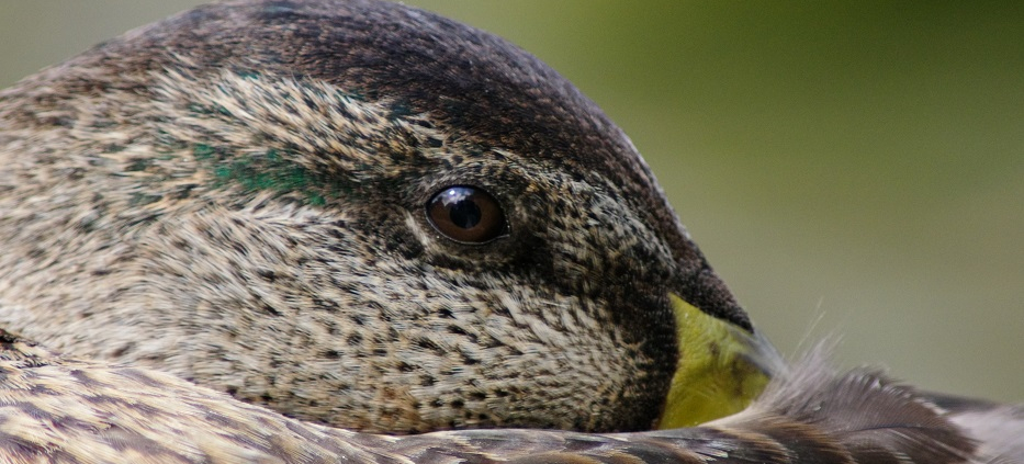 Mallard Duck Portrait and Feather Details